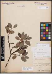 Salix bicolor Ehrh. ex Willd.